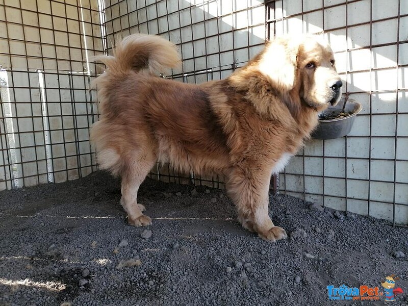 Cedo Tibetan Mastiff - Foto n. 4