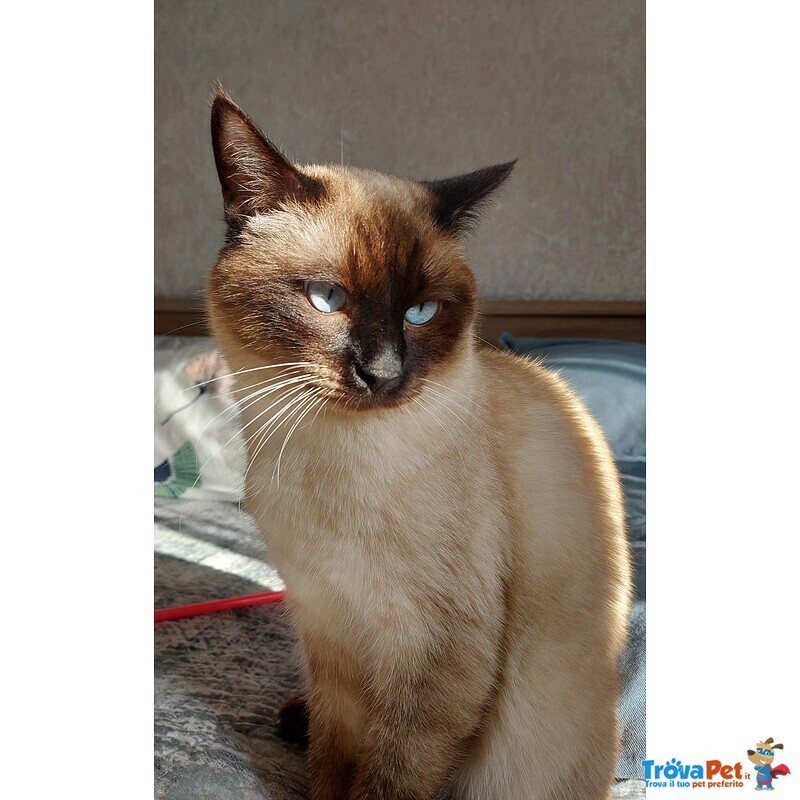 Gatto Siamese da Accoppiamento - Foto n. 1