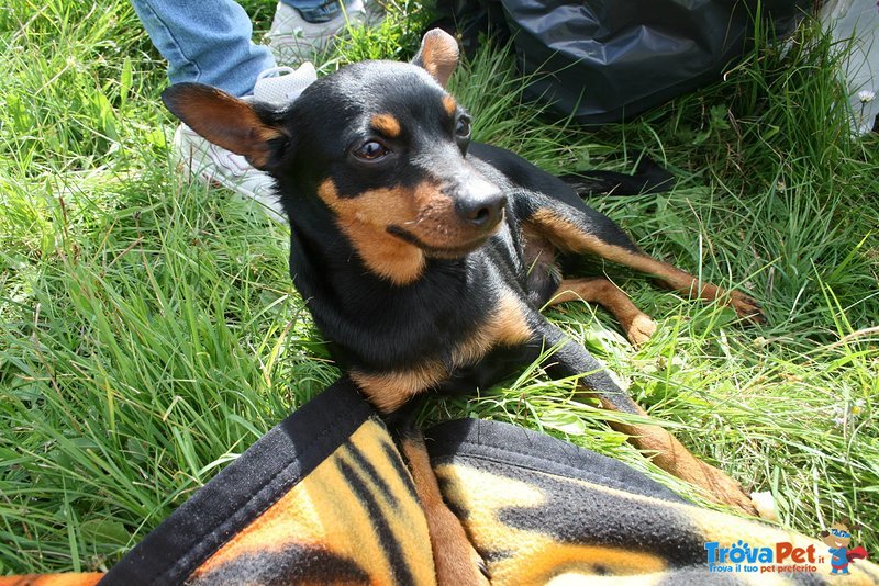 Cerco una Fidanzata per il mio Pinscher - Foto n. 1