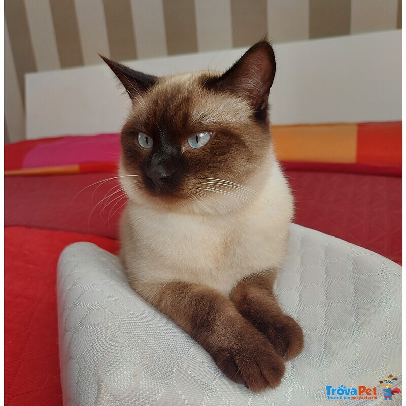 Gatto Siamese da Accoppiamento - Foto n. 3