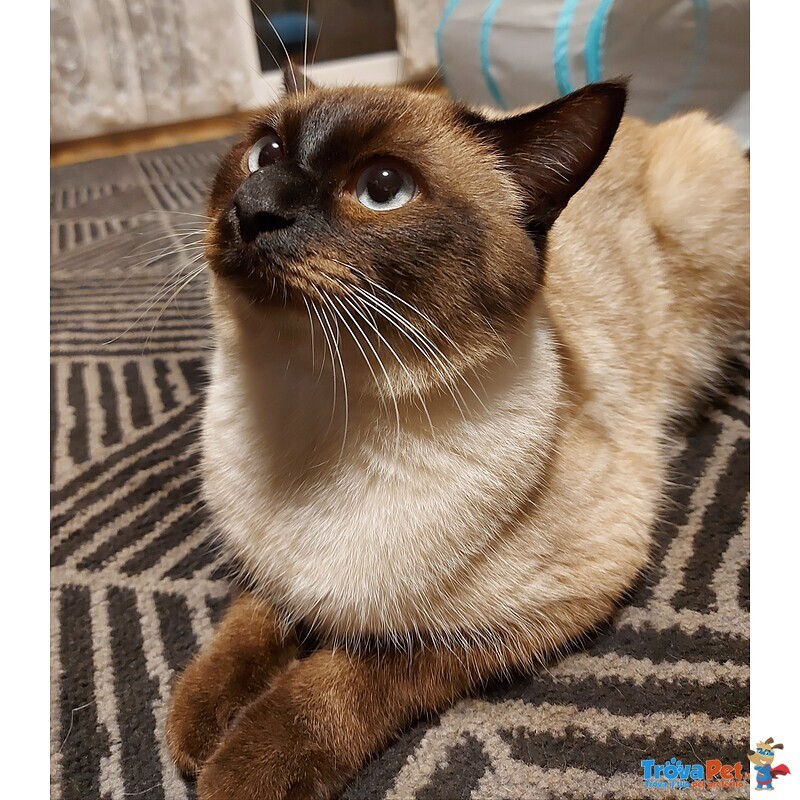 Gatto Siamese da Accoppiamento - Foto n. 4