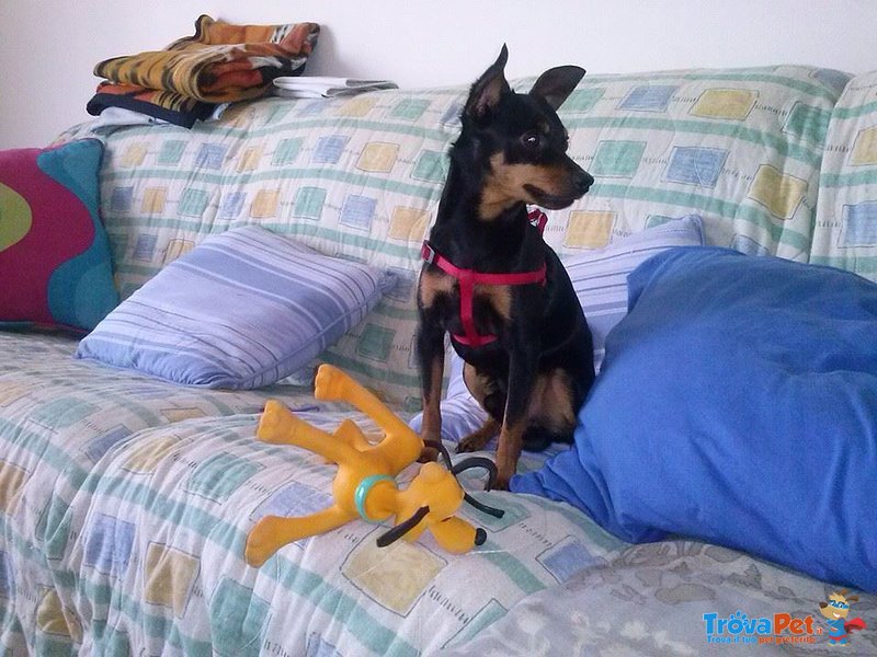 Cerco una Fidanzata per il mio Pinscher - Foto n. 3