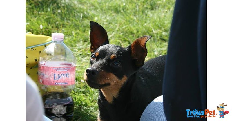 Cerco una Fidanzata per il mio Pinscher - Foto n. 6