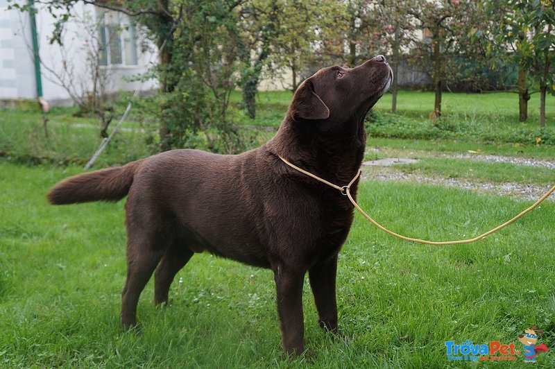 Labrador Maschio Color Chocolate - Foto n. 1