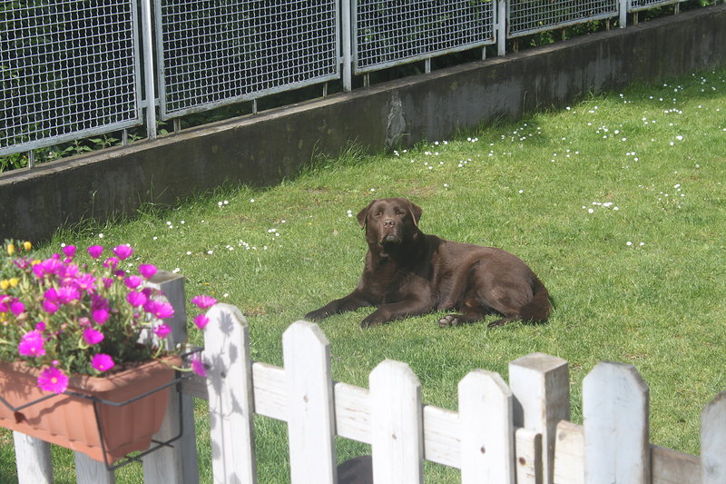 Labrador Maschio Color Chocolate - Foto n. 4