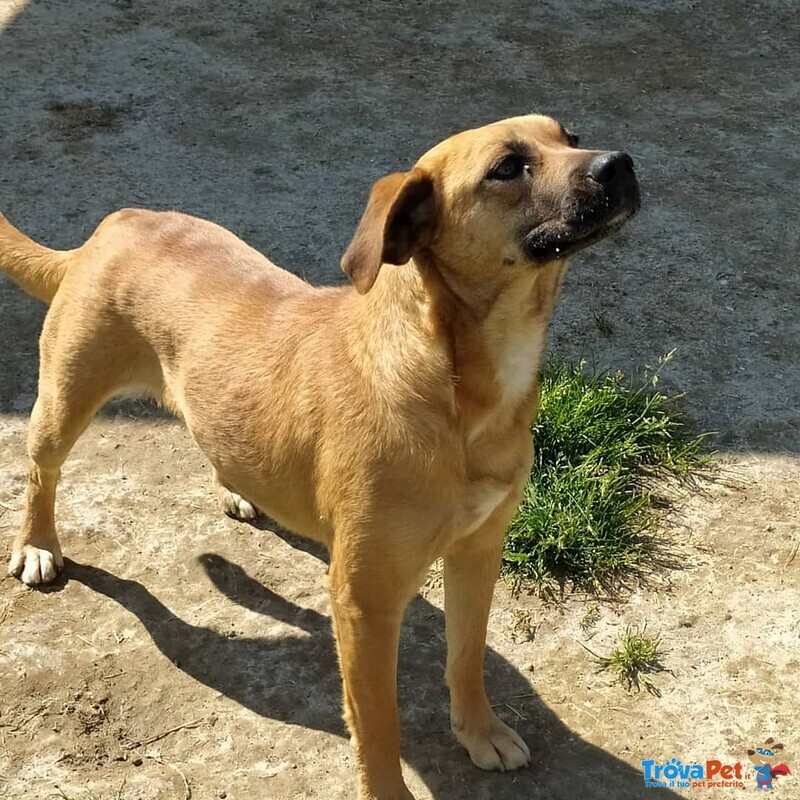 Cagnolina Cerca Casa - Foto n. 2