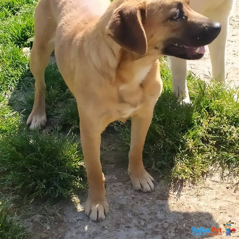 Cagnolina Cerca Casa - Foto n. 3