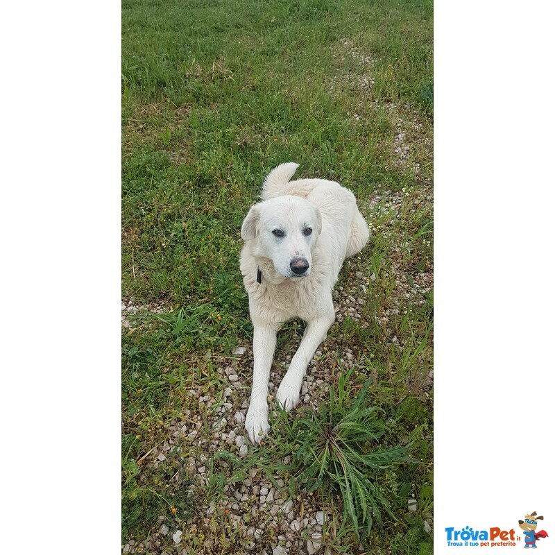 Giovane Cagnolone Cerca Casa - Foto n. 2