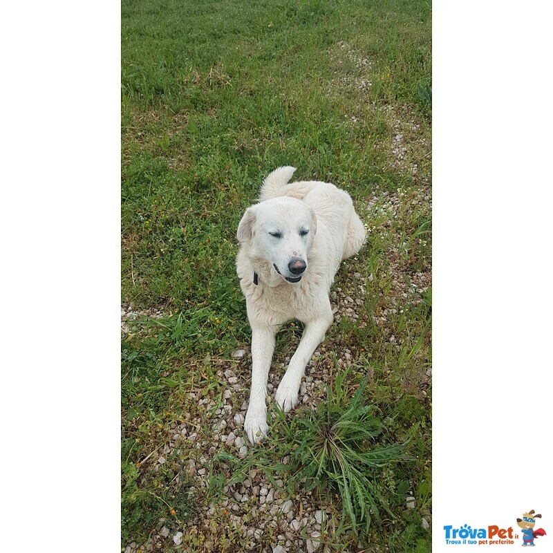 Giovane Cagnolone Cerca Casa - Foto n. 3