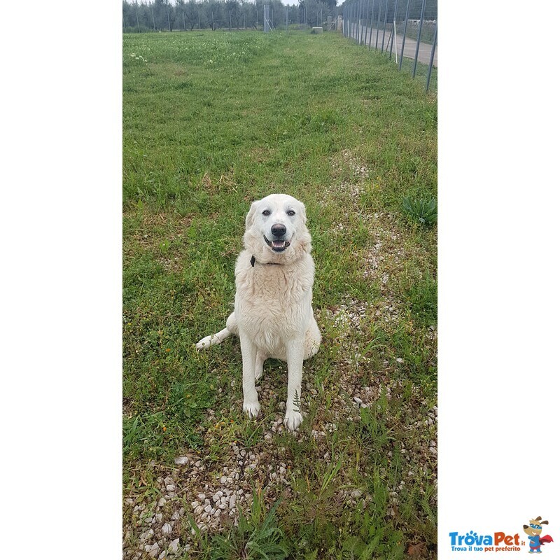 Giovane Cagnolone Cerca Casa - Foto n. 4