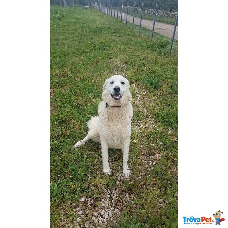 Giovane Cagnolone Cerca Casa - Foto n. 1