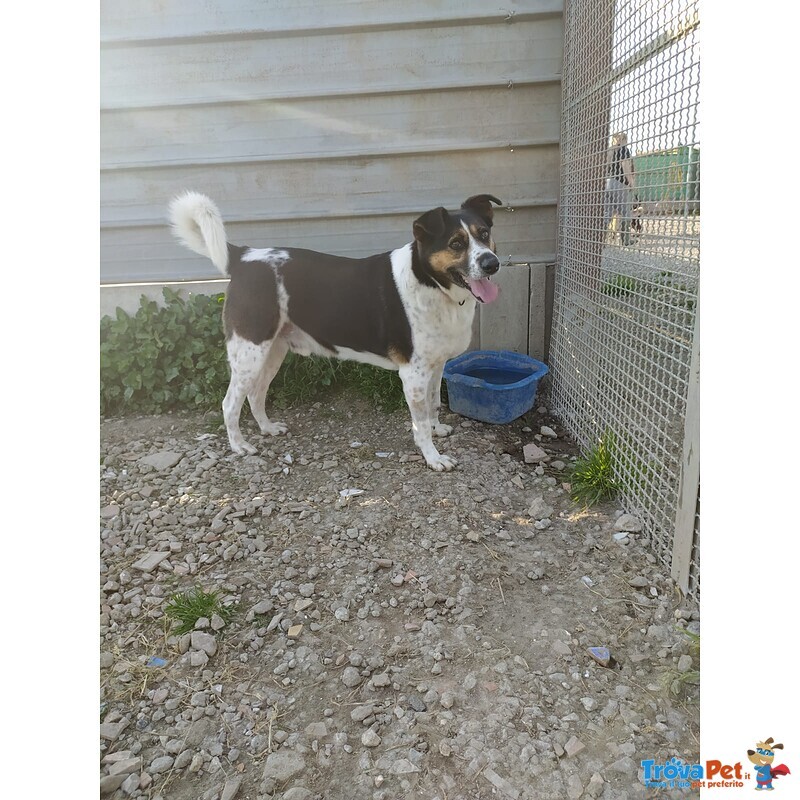 Cagnolone di 6 anni Cerca Casa - Foto n. 2