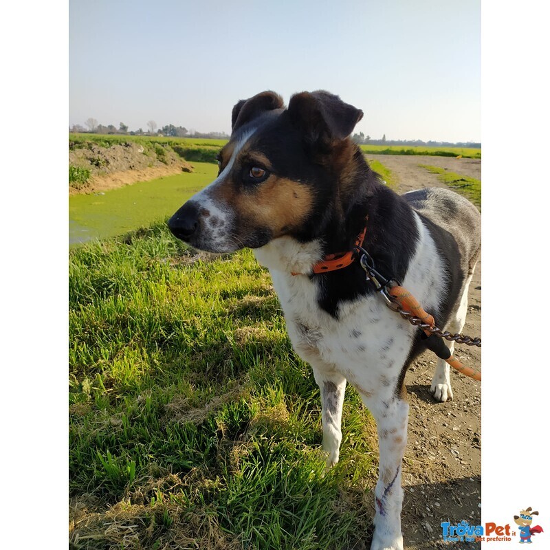 Cagnolone di 6 anni Cerca Casa - Foto n. 4