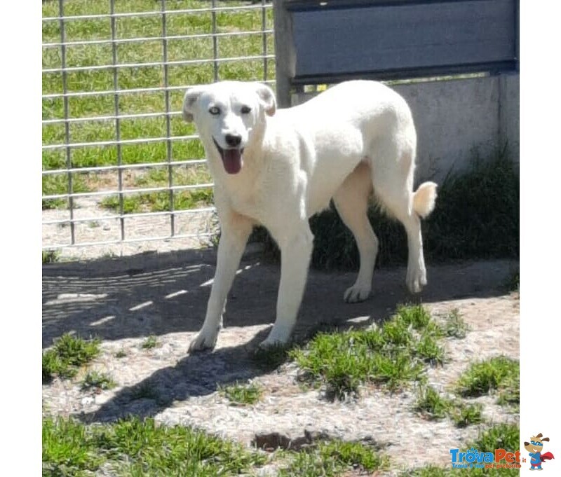 Cagnolina Cerca Stallo/adozione - Foto n. 1