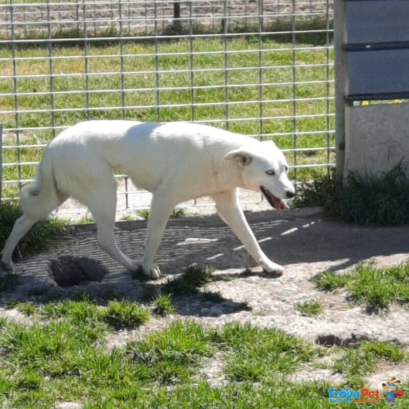 Cagnolina Cerca Stallo/adozione - Foto n. 2