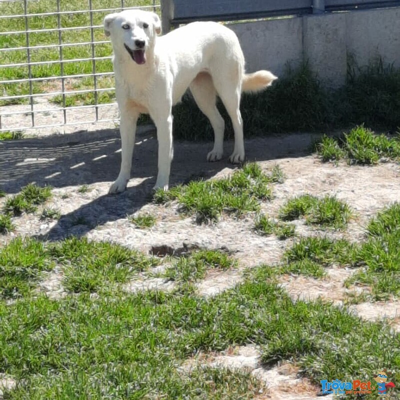 Cagnolina Cerca Stallo/adozione - Foto n. 3