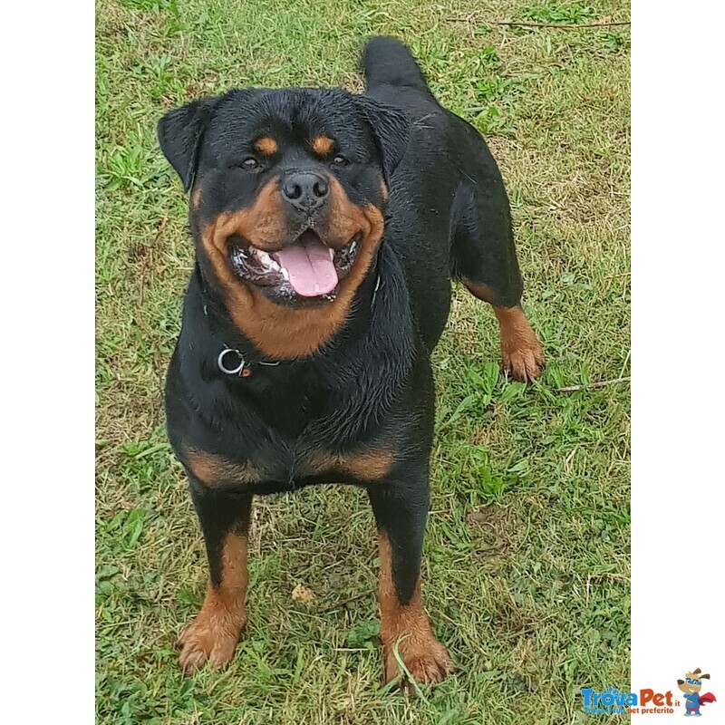 Cuccioli Rottweiler - Foto n. 1