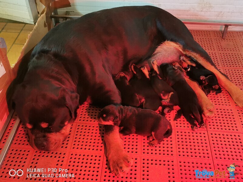 Cuccioli Rottweiler - Foto n. 3