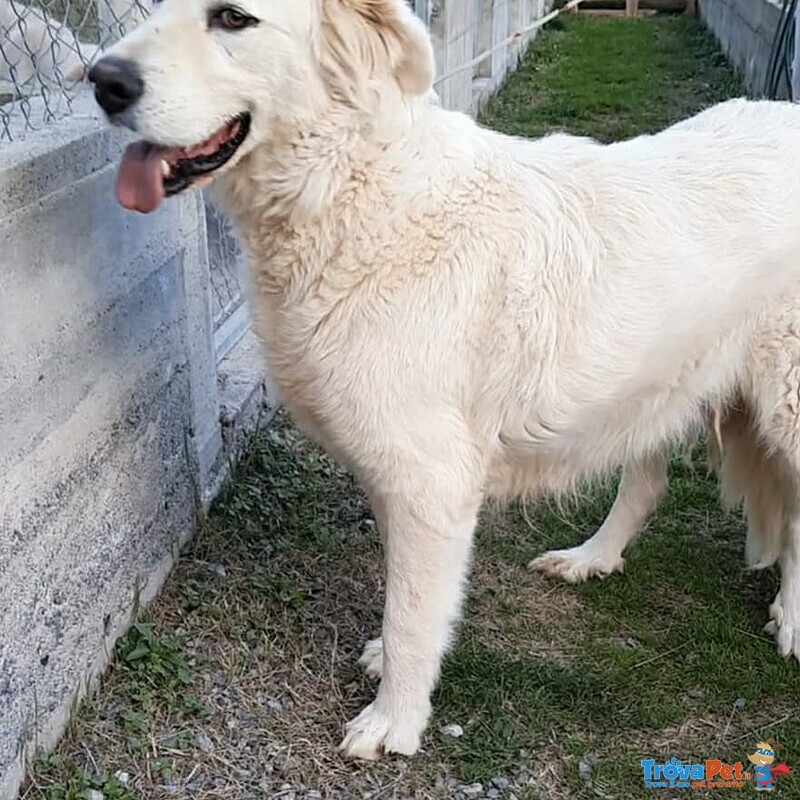 Giovane Cagnolone cera Casa - Foto n. 2