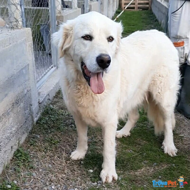 Giovane Cagnolone cera Casa - Foto n. 3