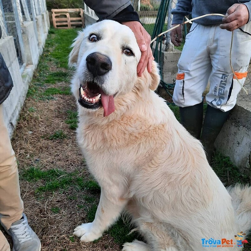 Giovane Cagnolone cera Casa - Foto n. 6