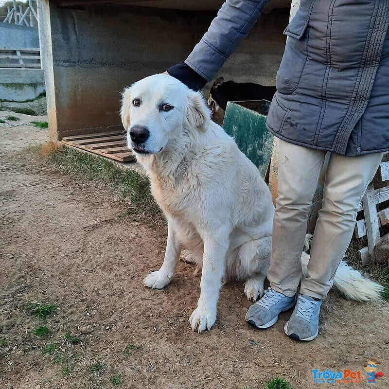 Giovane Cagnolone cera Casa - Foto n. 7