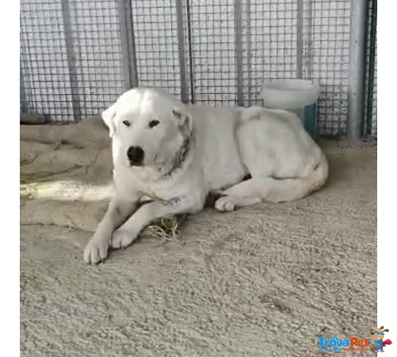 Cagnolina Cerca Urgentemente Stallo/adozione - Foto n. 2