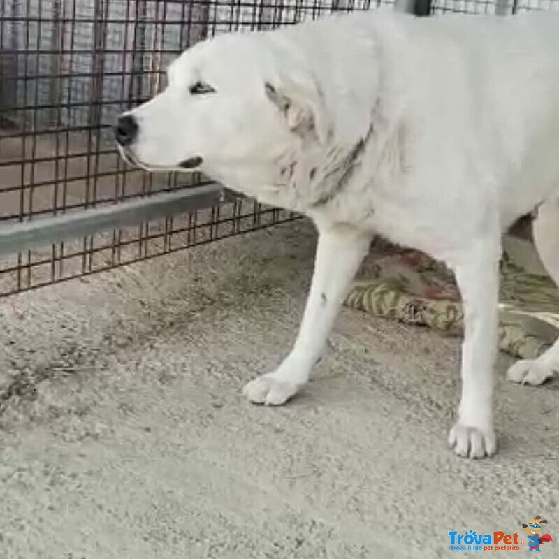 Cagnolina Cerca Urgentemente Stallo/adozione - Foto n. 5