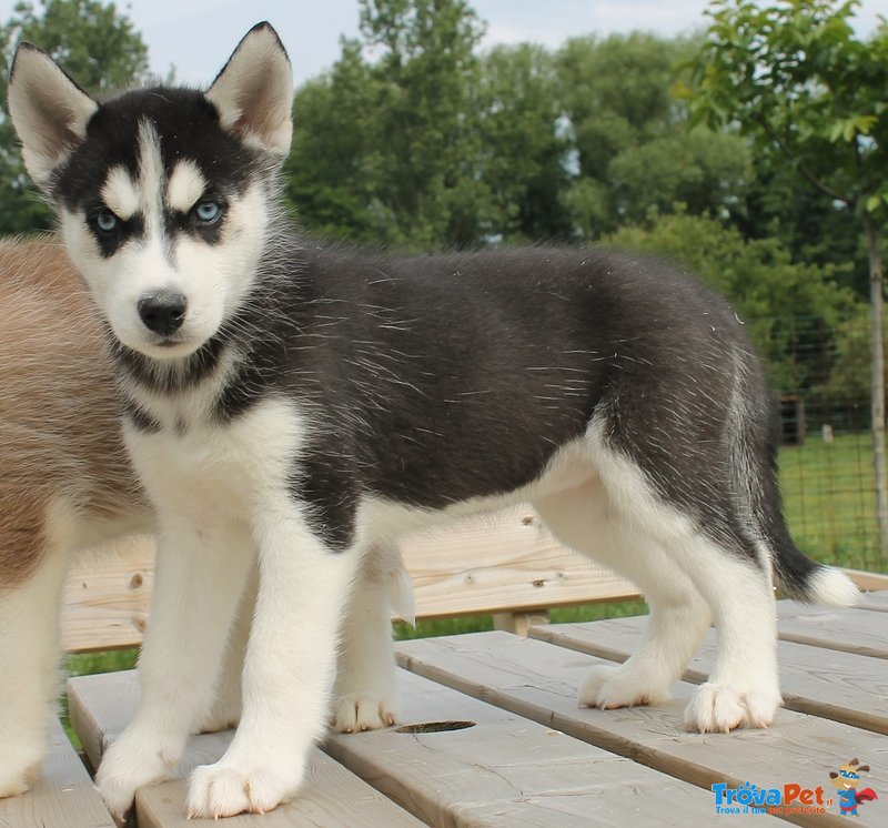 Disponibile Bellissima Cucciolata di Siberian Husky - Foto n. 1