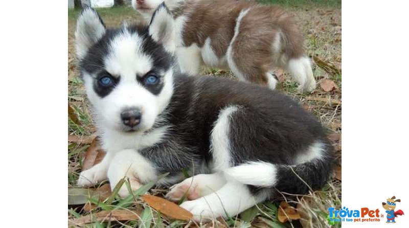 Disponibile Bellissima Cucciolata di Siberian Husky - Foto n. 2