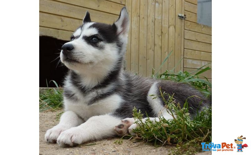 Disponibile Bellissima Cucciolata di Siberian Husky - Foto n. 3