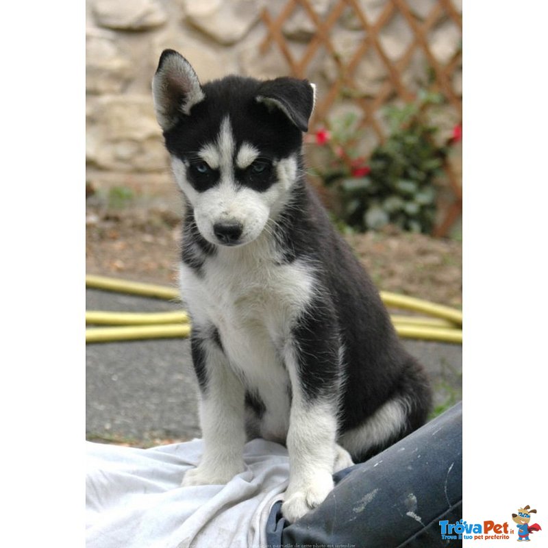 Disponibile Bellissima Cucciolata di Siberian Husky - Foto n. 4