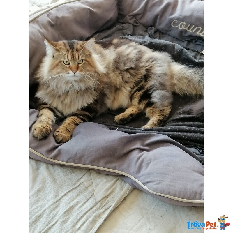 Dolcissimi Cuccioli di Maine Coon - Foto n. 5