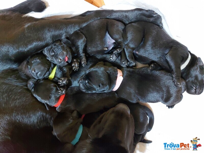 Cuccioli Labrador Neri - Foto n. 3