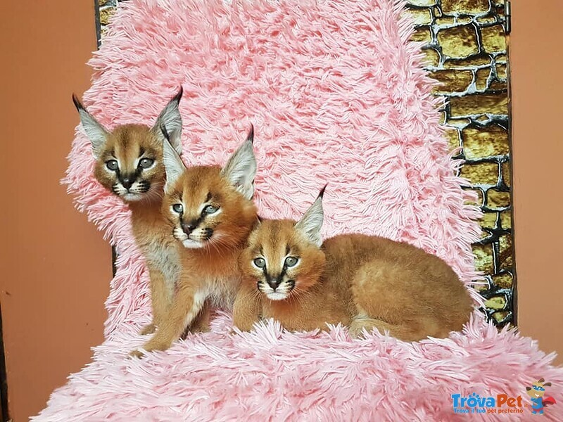 Gattini Della Savana e del Caracal Disponibili - Foto n. 5