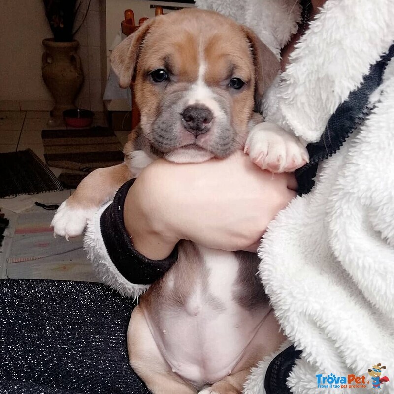 4 Cuccioli Amstaff (american Staffordshire Terrier) - Foto n. 3