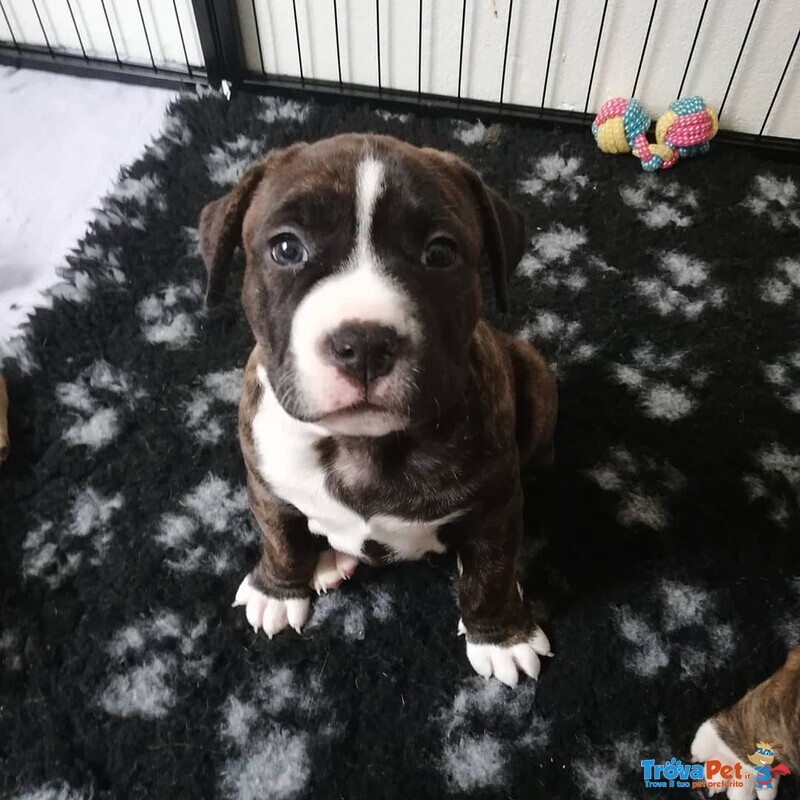 4 Cuccioli Amstaff (american Staffordshire Terrier) - Foto n. 5