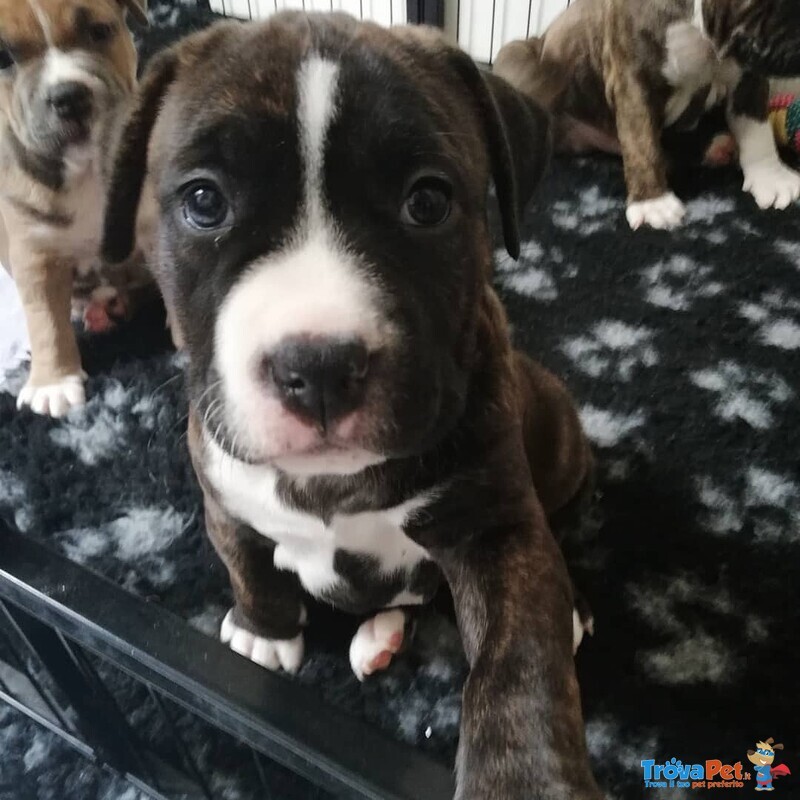 4 Cuccioli Amstaff (american Staffordshire Terrier) - Foto n. 6