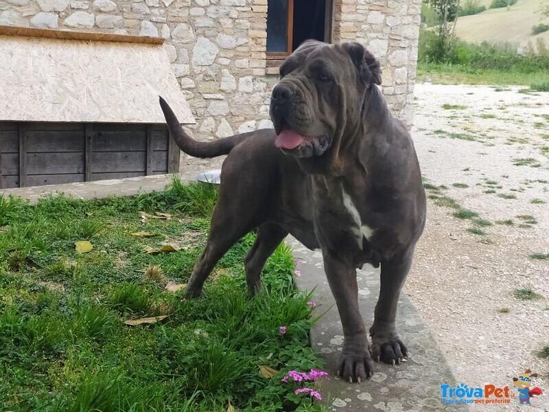 Cuccioli Mastino Napoletano - Foto n. 3