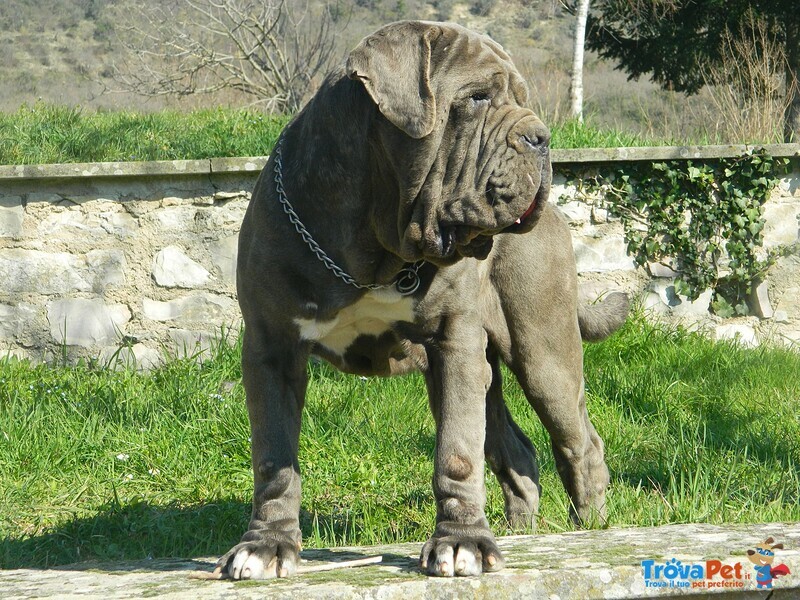 Cuccioli Mastino Napoletano - Foto n. 4