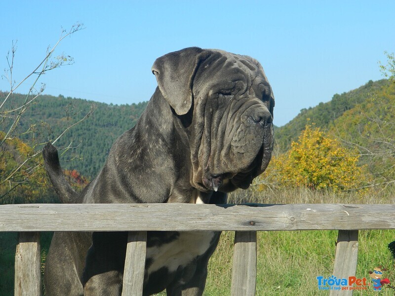 Cuccioli Mastino Napoletano - Foto n. 5