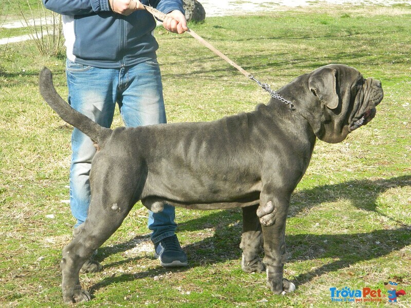 Cuccioli Mastino Napoletano - Foto n. 6