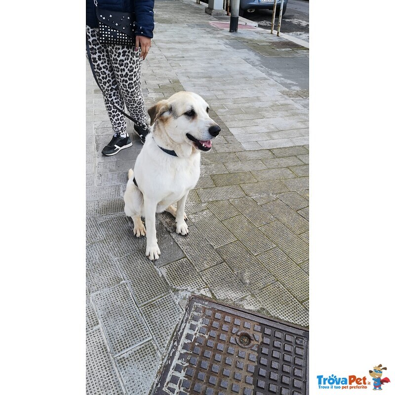 Cagnolona Tgalia Medio-Grande Cerca Casa - Foto n. 2