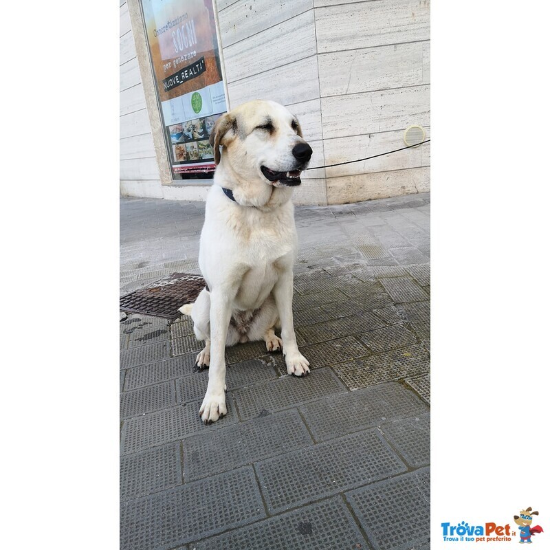 Cagnolona Tgalia Medio-Grande Cerca Casa - Foto n. 4