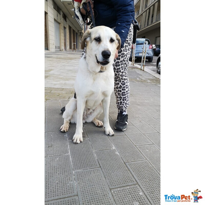 Cagnolona Tgalia Medio-Grande Cerca Casa - Foto n. 5