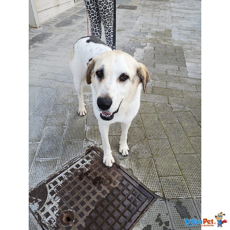 Cagnolona Tgalia Medio-Grande Cerca Casa - Foto n. 6