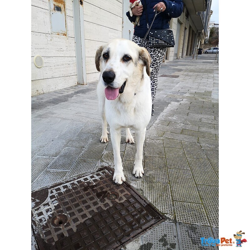 Cagnolona Tgalia Medio-Grande Cerca Casa - Foto n. 8