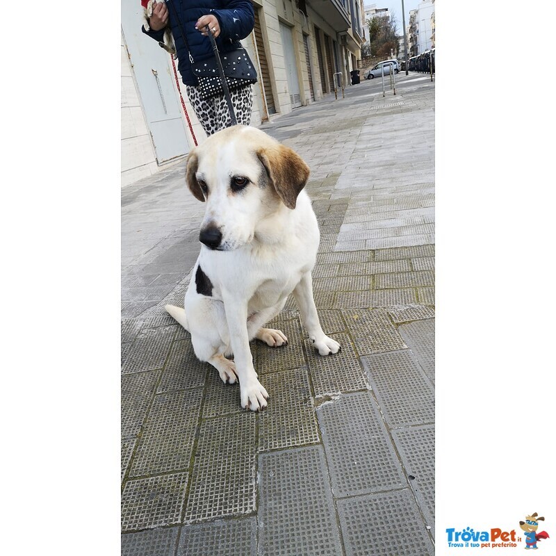 Cagnolona Tgalia Medio-Grande Cerca Casa - Foto n. 1