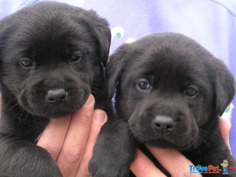 Labrador Cuccioli Disponibili - Foto n. 2