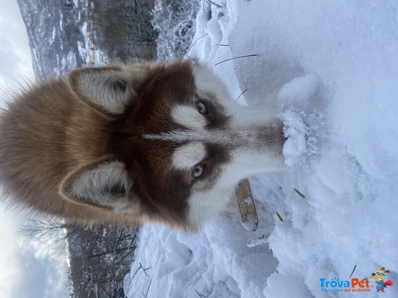 Accoppiamento Siberian Husky - Foto n. 4